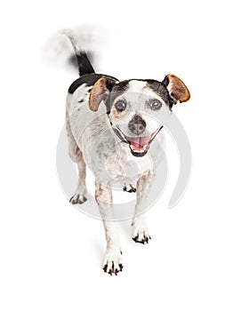 Happy Crossbreed Dog Wagging Tail photo