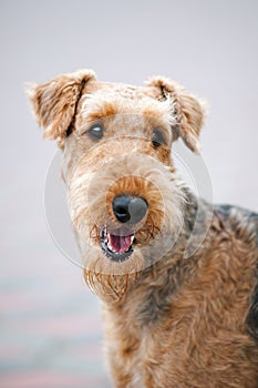 Happy Airedale Terrier portrait