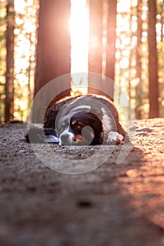 Happy cute Aussie Shepard dog on a beautiful forest trail with sunlight coming through trees, golden light, cute puppy