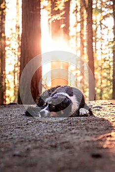 Happy cute Aussie Shepard dog on a beautiful forest trail with sunlight coming through trees, golden light, cute puppy