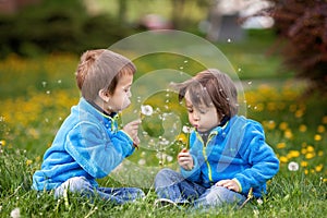 Happy cute caucasian boys, blowing dandelion outdoors in spring