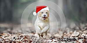 Happy cute christmas pet dog puppy running in the forest