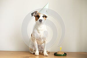 Happy cute dog as a surprise with wearing a party cap and cupcake celebrating at a birthday party isolated on white background