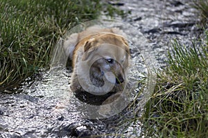 Happy cute dog laid in a river