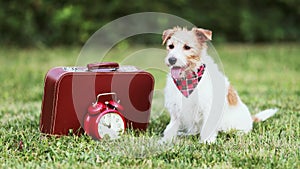 Happy cute dog sitting with a suitcase and waiting for treats, pet travel