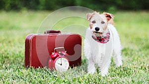 Happy cute dog waiting for travel with a suitcase, pet summer holiday