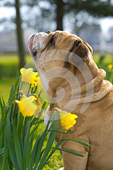 Happy cute english bulldog dog in the spring field