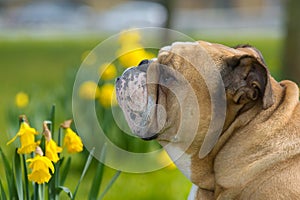 Happy cute english bulldog dog in the spring field