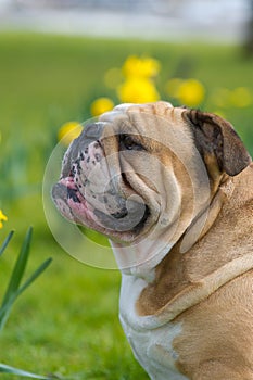 Happy cute english bulldog dog in the spring field