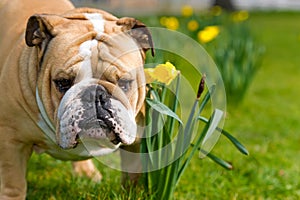 Happy cute english bulldog dog in the spring field