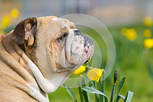 Happy cute english bulldog dog in the spring field