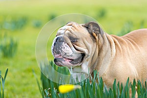 Happy cute english bulldog dog in the spring field