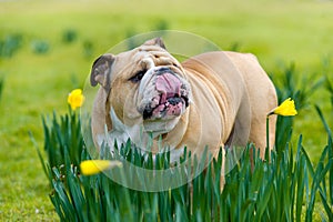 Happy cute english bulldog dog in the spring field