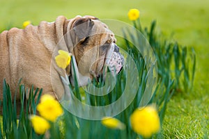 Happy cute english bulldog dog in the spring field