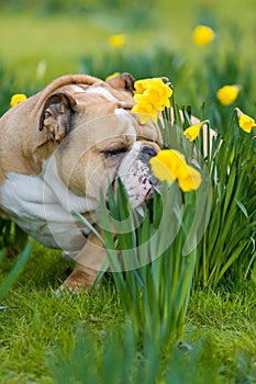 Happy cute english bulldog dog in the spring field