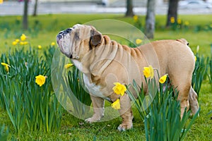 Happy cute english bulldog dog in the spring field