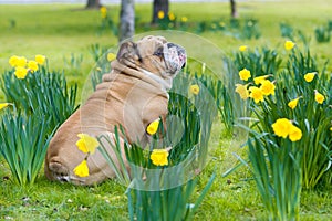 Happy cute english bulldog dog in the spring field