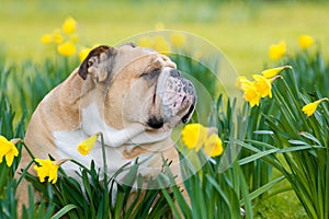 Happy cute english bulldog dog in the spring field