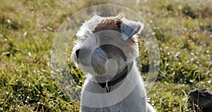 Happy cute friendly jack russell terrier pet dog in the grass and smiling. Close up