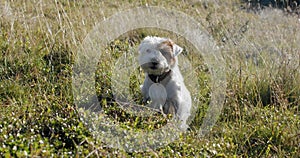 Happy cute friendly jack russell terrier pet dog in the grass and smiling. Close up V2