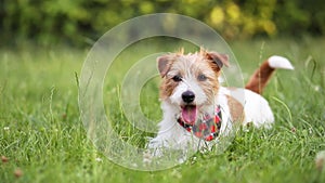 Happy cute funny small breed pet dog puppy wagging his tail and smiling