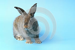 Happy cute gray bunny rabbit with long ears on blue background. celebrate Easter holiday and spring coming concept