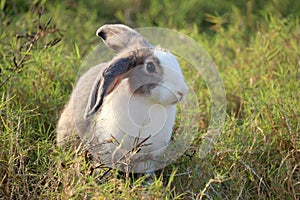 Happy cute grey and white fluffy bunny on green grass nature background, long ears rabbit in wild meadow, adorable pet animal in