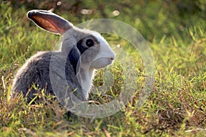 Happy cute grey with white spot fluffy bunny on green grass nature background, long ears rabbit in wild meadow, adorable pet