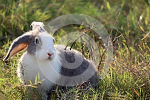 Happy cute grey with white spot fluffy bunny on green grass nature background, long ears rabbit in wild meadow, adorable pet