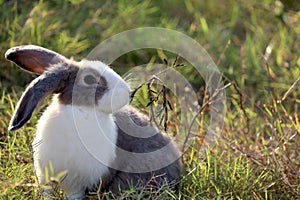 Happy cute grey with white spot fluffy bunny on green grass nature background, long ears rabbit in wild meadow, adorable pet