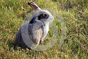 Happy cute grey with white spot fluffy bunny on green grass nature background, long ears rabbit in wild meadow, adorable pet