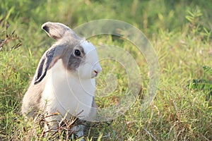 Happy cute grey with white spot fluffy bunny on green grass nature background, long ears rabbit in wild meadow, adorable pet