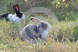 Happy cute grey with white spot fluffy bunny on green grass nature background, long ears rabbit in wild meadow, adorable pet