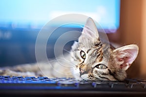 Happy cute kitten lying on the keyboard. Cozy morning at home. Background with space for copying. Selective focus