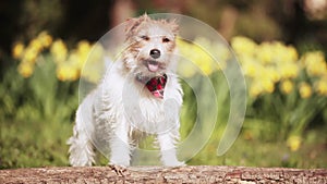 Happy cute panting dog wagging her tail, summer sunny pet background