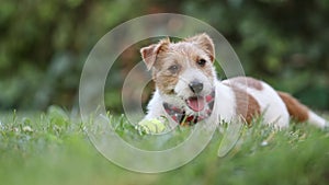  Happy cute panting pet dog puppy listening in the grass