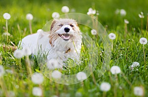 Happy cute pet dog laughing in the grass with blowball flowers