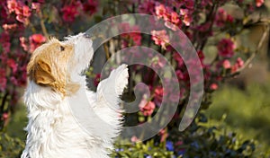 Happy cute pet dog puppy begging near flowers in spring