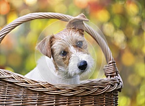 Happy cute pet dog puppy looking in a basket