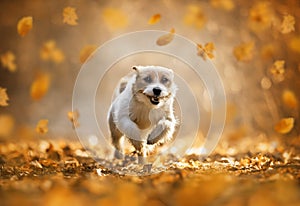 Happy cute pet dog puppy running in the golden leaves, autumn concept