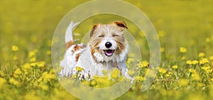 Happy cute pet dog puppy smiling in the grass with flowers