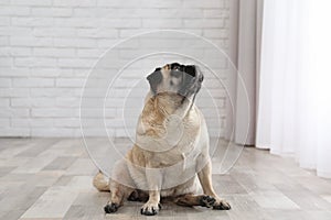 Happy cute pug dog on floor