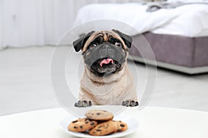 Happy cute pug dog with plate of cookies