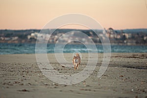 Happy and Cute Red Shiba Inu running on the beach at sunset in Greece