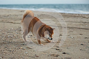 Happy and Cute Red Shiba Inu running on the beach at sunset in Greece