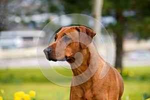 Happy cute rhodesian ridgeback dog in the spring field