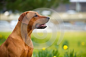 Happy cute rhodesian ridgeback dog in the spring field