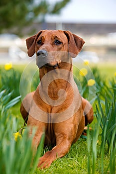 Happy cute rhodesian ridgeback dog in the spring field