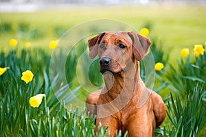 Happy cute rhodesian ridgeback dog in the spring field