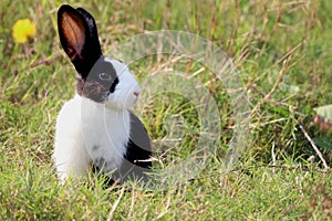 Happy cute white and black fluffy bunny with long ears on green grass nature background, rabbit in wild meadow, adorable pet